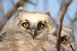Owlets in nest in Saskatchewan photo