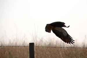 ave de rapiña toma vuelo desde un poste de cerca en saskatchewan foto