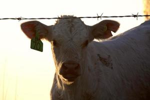 Young calf by barbed-wire fence in Saskatchewan photo