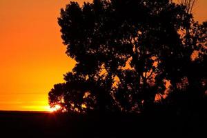 Sun setting behind a Saskatchewan tree photo