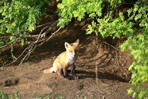 Fox kit by its den in Saskatchewan photo