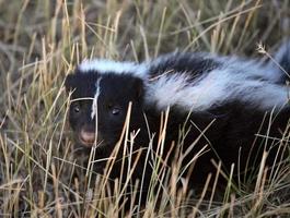 Young skunk in a Saskatchewan roadside ditch photo