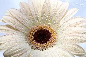 Macro close up of a daisy flower photo