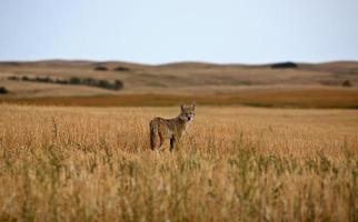 joven coyote en un campo de saskatchewan foto