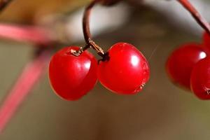 Saskatoon berries in abundant Alberta photo