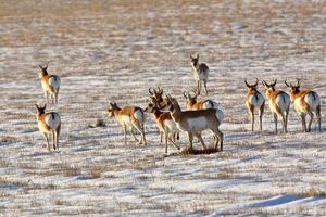 Herd of Pronghorn Antelope in winter photo