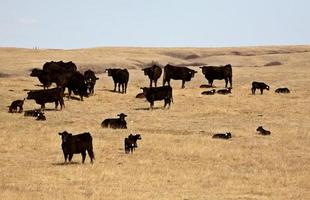 Young calves with cattle herd in early spring photo