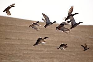 patos tomando vuelo del estanque foto