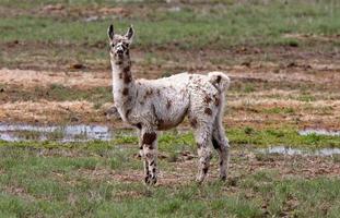 lama en pasto empapado de lluvia foto