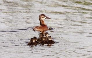 Hen and ducklings swimming in roadside pond photo