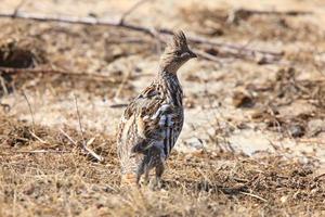 urogallo superado saskatchewan canadá foto