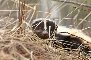 Young Skunk in the Grass Saskatchewan Canada photo