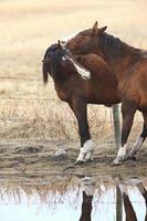 caballos en pasto Canadá foto