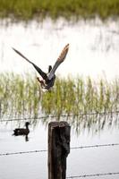 Duck taking flight from fence post in Saskatchewan photo