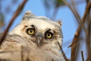 Owlet in nest in Saskatchewan photo