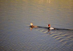 patos pelirrojos nadando en un estanque al borde de la carretera foto