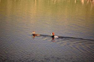 patos pelirrojos nadando en un estanque al borde de la carretera foto