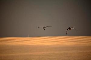 Two ducks in flight during stormy weather in Saskatchewan photo