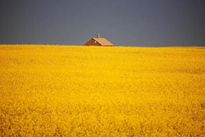 Storm clouds over a Saskatchewan canola crop photo
