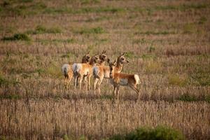 Young female antelopes in a Saskatchewan stubble field photo