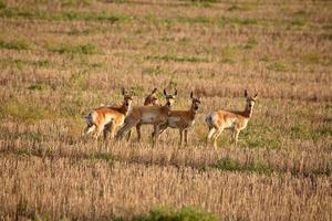 Young female antelopes in a Saskatchewan stubble field photo