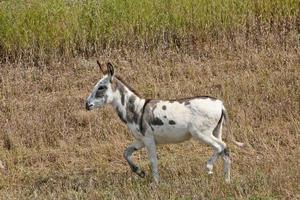 A young mule in a roadside ditch photo