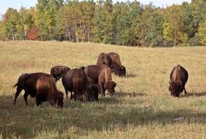 bisonte pastando en el pintoresco centro de saskatchewan foto