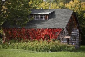 Muro cubierto de hiedra en el edificio de la granja de Alberta foto