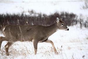 White tailed Deer doe in winter photo