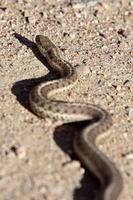 serpiente de tierra cruzando la carretera de alberta foto