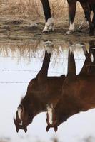 Horses in Pasture Canada  Reflection photo