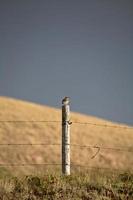 Meadowlark encaramado en el poste de la cerca en saskatchewan foto