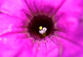 Blooming flower in scenic Saskatchewan photo