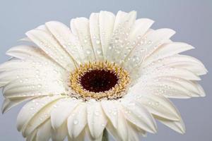 primer plano macro de una flor de margarita foto