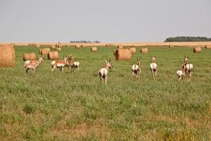 manada de antílopes en un campo de heno de saskatchewan foto