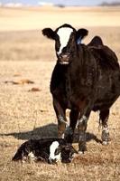 New born calf being guarded by cow photo