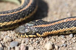 Dead garter snake on gravel road photo