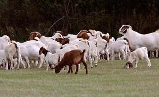 herd of goats in pasture photo