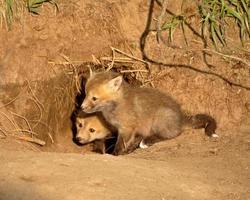 Red Fox kits at den entrance in Saskatchewan photo