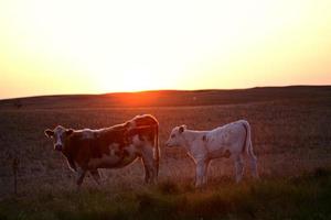 puesta de sol detrás de una vaca y un ternero en saskatchewan foto