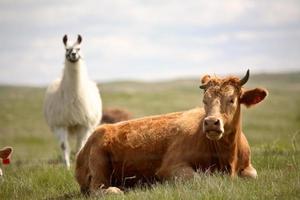 Llama looking over a cow in scenic Saskatchewan photo