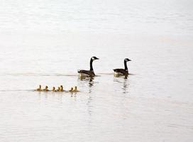 gansos de canadá con gosling en chaplin lake marshes foto