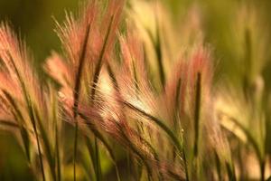 Heads of foxtail barley in scenic Saskatchewan photo