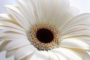 Macro close up of a daisy flower photo