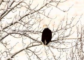 Bald Eagle perched in tree photo