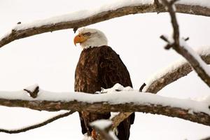 Bald Eagle perched in tree photo