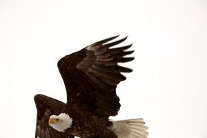 águila calva en vuelo foto