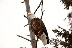 águila calva encaramado en el árbol foto