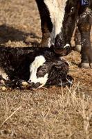 New born calf being licked clean by mother photo
