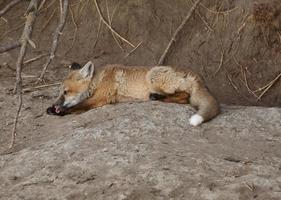 Red Fox pup outside its den photo